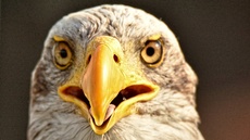 Weißkopf-Seeadler (15).jpg